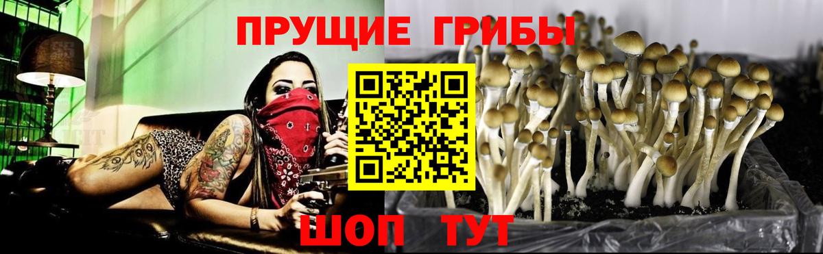 купить наркотик  Вход с VPN  Ишим  Псилоцибиновые грибы Psilocybe 